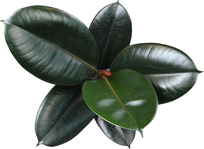 Burgundy Ficus Live Tree (Approx. 16" Tall) in 6 Inch Pot, Air Purifying Rubber Plant Decor, Easy Houseplants for Beginners by Plants for Pets