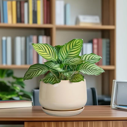 G EPGardening Ceramic Planter - 7 Inch Plant Pots with Drainage and Ceramic Tray, Flower Pots for Indoor Plants, Round Outdoor Planter, Room Decor, Gifts for Plant Lovers, Beige