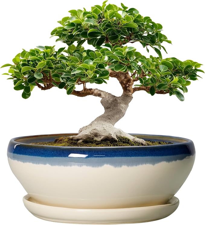 SQOWL Bonsai Tree Pots, 12 Inch Ceramic Succulent Planters, Blue-Beige | Large Bonsai Pot with Drainage Hole and Tray, Shallow Planter Indoor, Bowl Round Planter, Home Decor, Plant Lover Gifts