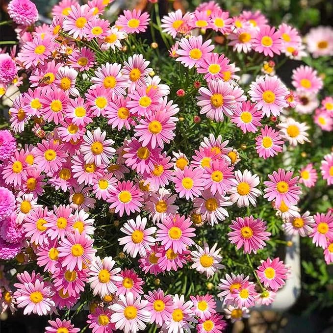 1000 Pyrethrum Seeds - Natural Mosquito Repellent Plants, Multi-Color Blooming Potted Flowers for Gardens, Cold-Hardy & Low-Maintenance
