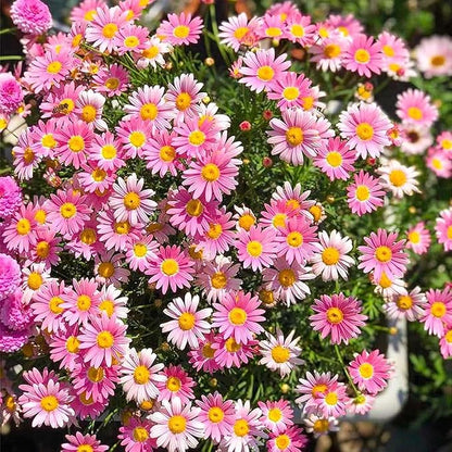 1000 Pyrethrum Seeds - Natural Mosquito Repellent Plants, Multi-Color Blooming Potted Flowers for Gardens, Cold-Hardy & Low-Maintenance
