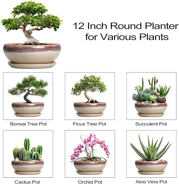 SQOWL Bonsai Pots 12 Inch - Large Ceramic Succulent Planters, Shallow Planter with Drainage Hole and Saucer, Round Bowl Planter for Indoor Outdoor Plants, Home Decor, Plant Lover Gifts, Beige