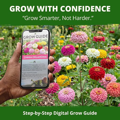 HOME GROWN Oklahoma Zinnia Seeds for Planting Outdoors 50 Heirloom Non-GMO Seeds (0.5g), Annual Cut Flower Mix, Pink & Mixed Colors, Bouquets & Borders, Spring 2026, Zones 3–10 (Zinnia elegans)