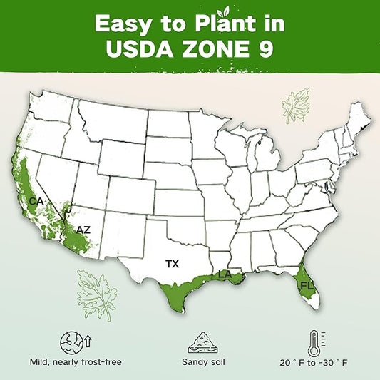 Lush&Dew Zone 9 Seed Bank, Gardening Gifts for Women Men, 32 Type USA Seeds | Non-GMO Heirloom Seeds for Planting Vegetables Herbs Fruits, Gift for Mom Dad, Survival Seed Kit for Raised Garden Beds