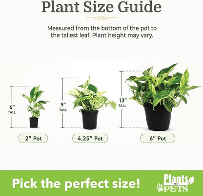 Easy to Grow Houseplants (6PK), Live House Plants in Plant Containers, Growers Choice Plant Set in Planters with Potting Soil Mix, Home Decor Planting Kit or Outdoor Garden Gifts by Plants for Pets