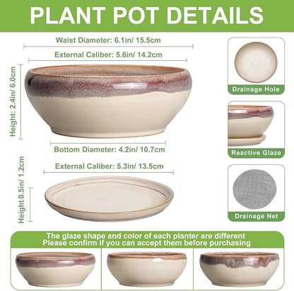 SQOWL Small Bonsai Pots - 6 Inch Ceramic Plant Pots for Succulents, Shallow Planter with Drainage Hole and Saucer, Round Planters for Indoor Outdoor Cactus Plants, House Decor, Birthday Gifts, Beige