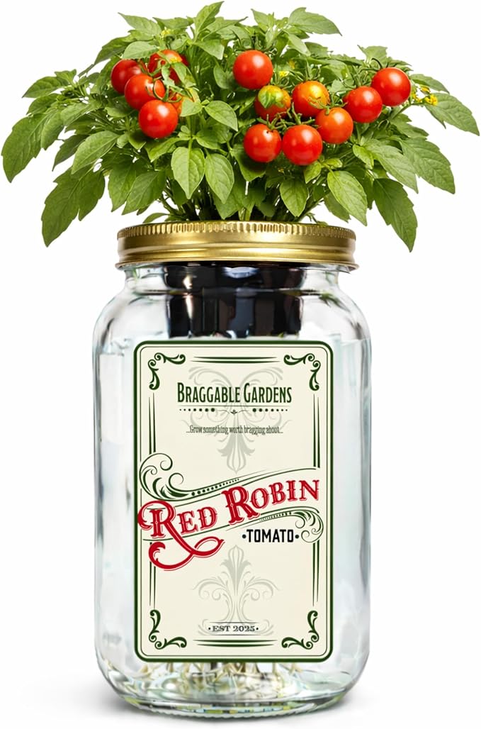 Red Robin Cherry Tomato Indoor Garden Kit – Mason Jar Hydroponic Tomato Grow Kit – Windowsill Countertop Tomato Planter – Grow Tomatoes Indoors