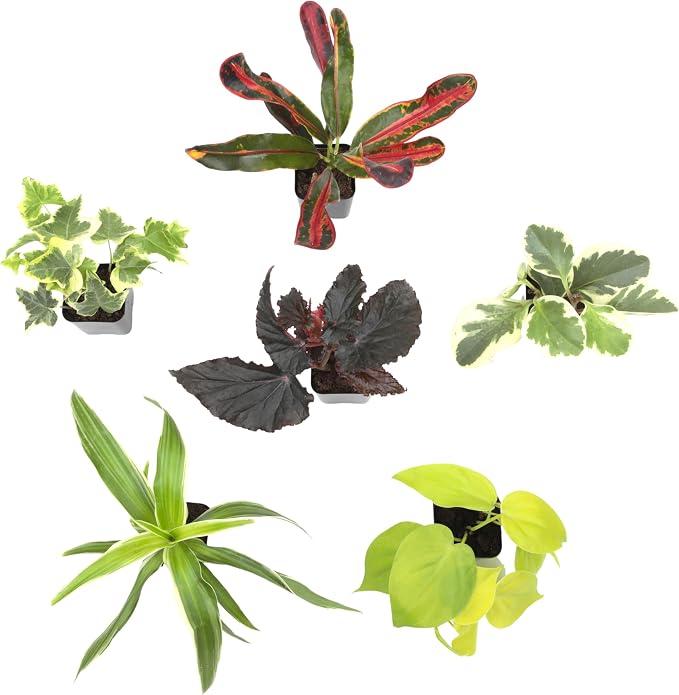 Easy to Grow Houseplants (6PK), Live House Plants in Plant Containers, Growers Choice Plant Set in Planters with Potting Soil Mix, Home Decor Planting Kit or Outdoor Garden Gifts by Plants for Pets
