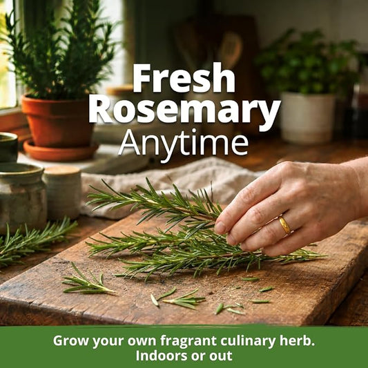 HOME GROWN Non GMO Rosemary Seeds Pack - 150 High Germinating Heirloom Herb Seeds for Planting in Indoor or Outdoor Herb Gardens (Salvia rosmarinus)
