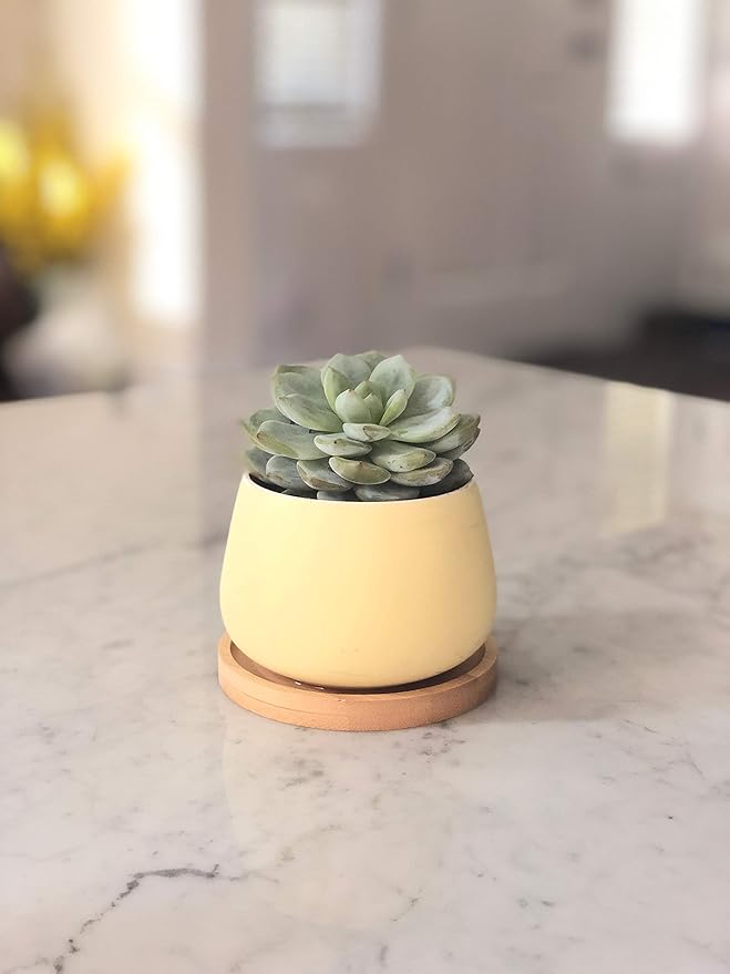 Assorted Blue Pink Yellow Round Ceramic Succulent Pots 3" Planters with Drainage | Bamboo Tray | 3 Pack