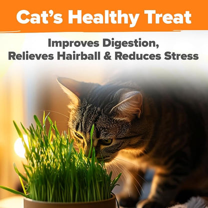 HOME GROWN Non GMO 1 Pound Cat Grass 12,700+ Seeds & Kittens Oat & Barley Mix 100% Heirloom, Grow Fresh Kitty for Chewing, Pet Indoor Garden
