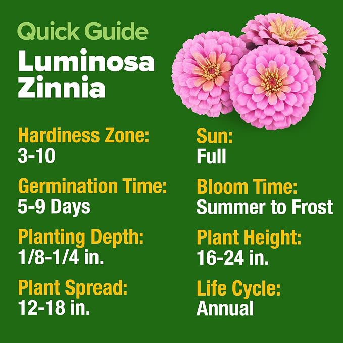 HOME GROWN Pink Zinnia Seeds – 300 Luminosa Zinnias 0.5g, Easy to Grow Annual Flower Seeds for Planting Outdoors for 2026, Fast Blooming, Heat Tolerant Herb Seed Garden Companion (Zinnia elegans)