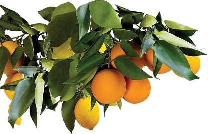 Jobe’s Garden Fertilizer Spikes, Easy Plant Care Slow Release Fertilizer for Fruit and Citrus Plants and Trees, 15 Count