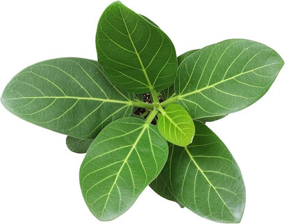 Live Ficus Tree 'Audrey' (Approx. 16" Tall) in 6" Grower Pot, Air Purifying Easy Live Indoor Houseplant, Unique Desk & Office Plant by Plants for Pets