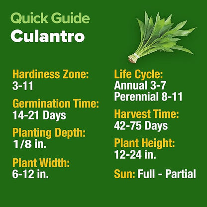 HOME GROWN Non GMO Culantro Seeds 360 Herb Seeds for Planting Non-GMO Heirloom Variety, Robust Flavor, Thrives in Heat, Grows Indoors or Outdoors, Cilantro Substitute (Eryngium Foetidum)