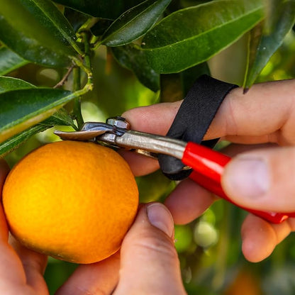 FELCO 330 - Citrus Clipper - Harvest Snip - Orange, Clementines, Apple & Fruit Stems
