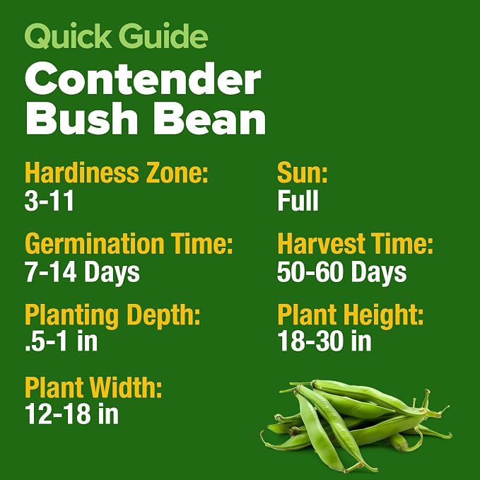 HOME GROWN Contender Bush Bean Seeds 28+ Heirloom Non-GMO, High Germination, Stringless Green Beans for Planting, Early Harvest, Emergency Food Supply, Fresh Eating & Canning (Phaseolus vulgaris)
