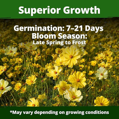 HOME GROWN Cosmos ‘Dwarf Lemon’ Seeds – 300 Dwarf Cosmos Flower Seeds for Planting, Compact Yellow Blooms, Heat Tolerant Annual for Outdoor Gardens (.2g) – Cosmos sulphureus ‘Dwarf Lemon’