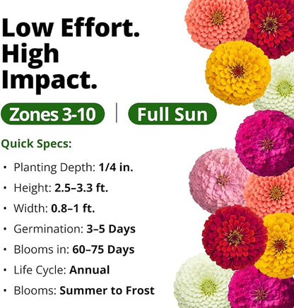 HOME GROWN Oklahoma Zinnia Seeds for Planting Outdoors 50 Heirloom Non-GMO Seeds (0.5g), Annual Cut Flower Mix, Pink & Mixed Colors, Bouquets & Borders, Spring 2026, Zones 3–10 (Zinnia elegans)