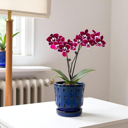 Orchid Pots 4.9 inch Ceramic Orchid Pots with Holes and Draiange Hole Orchid Planter Set of 2 (Dark Blue)
