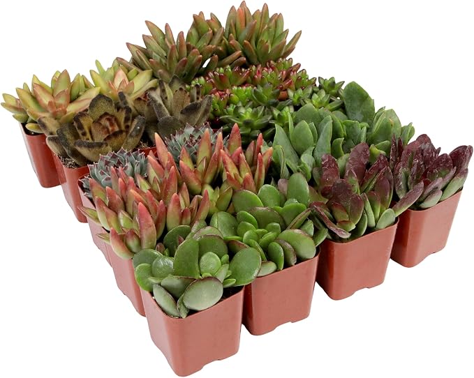 Succulents Plants Live (20PK) Potted Succulent Plants Live House Plants, Cactus Plants Live Plants Indoor Plants Live Houseplants, Indoor Plant Succulents Live Plant House Plant by Plants for Pets