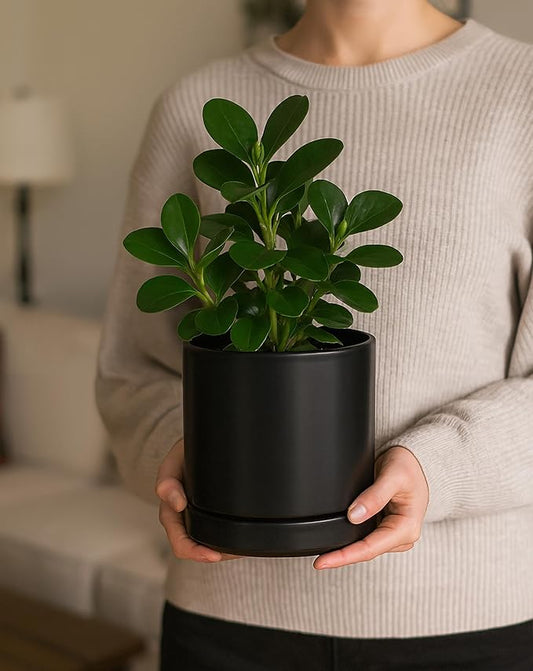 D'vine Dev 6.5 Inch Ceramic Planter Pot, Black, 94-O-C-2 | Modern Cylinder Design, Drainage Hole & Saucer Included, Stable Structure, Elegant Home Accent