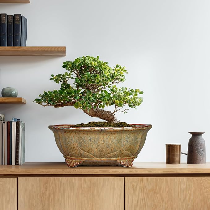 13.2 Inch Bonsai Planter - Ceramic Bonsai Pots with Drainage Hole, Succulent Pots for Indoor Outdoor Plants, Shallow Succulent Planters, Garden Decor, Gifts for Gardeners, Oval Yellowish Brown