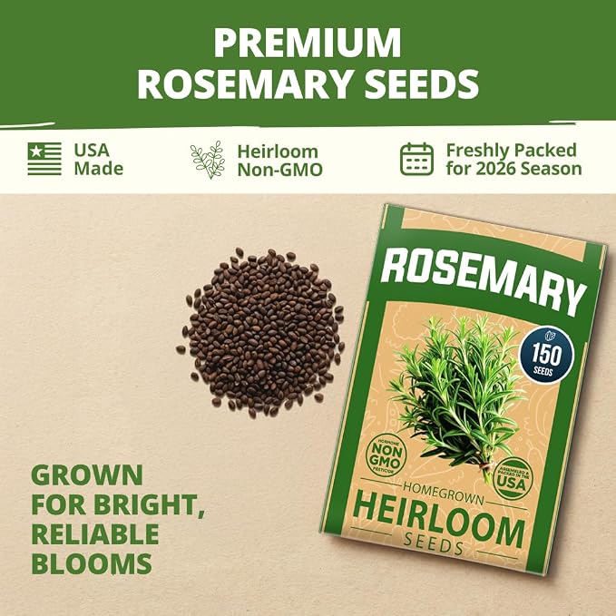 HOME GROWN Non GMO Rosemary Seeds Pack - 150 High Germinating Heirloom Herb Seeds for Planting in Indoor or Outdoor Herb Gardens (Salvia rosmarinus)