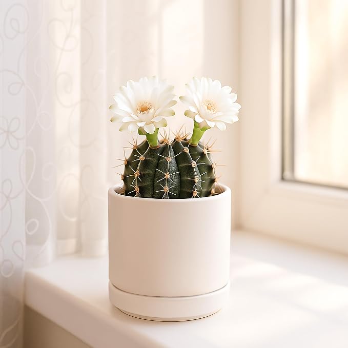D'vine Dev 3.5 Inch Ceramic Planter Pot, Oatmeal, 94-O-A-8 | Modern Cylinder Design, Drainage Hole & Saucer Included, Stable Structure, Elegant Home Accent