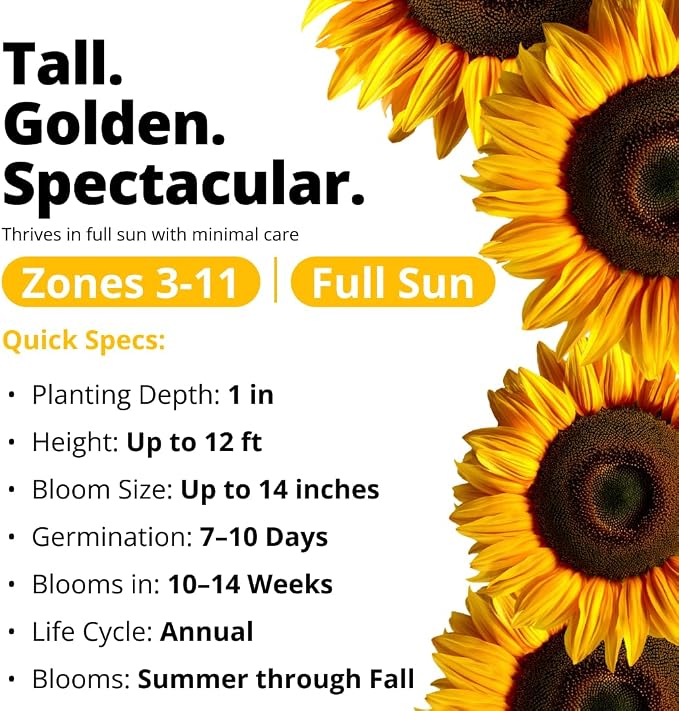 HOME GROWN Sunflower Seeds to Plant | 520+ Giant Mammoth Sunflower Seeds for Planting Bulk Packet | Heirloom, High Germination, Easy to Grow Jumbo Sun Flower for Home Garden(Helianthus annuus)