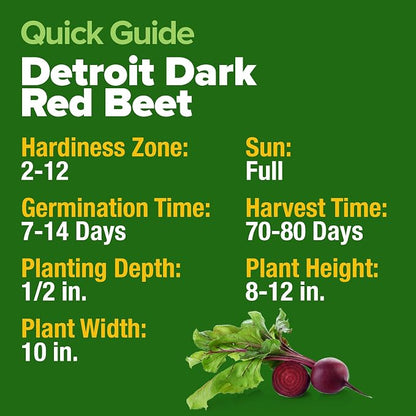 HOME GROWN Detroit Dark Red Beet Seeds 500+ Heirloom Non GMO Seeds for Planting, High Germination, Sweet & Tender Root Vegetable, Edible Greens, Canning, Pickling, Winter Storage (Beta vulgaris)