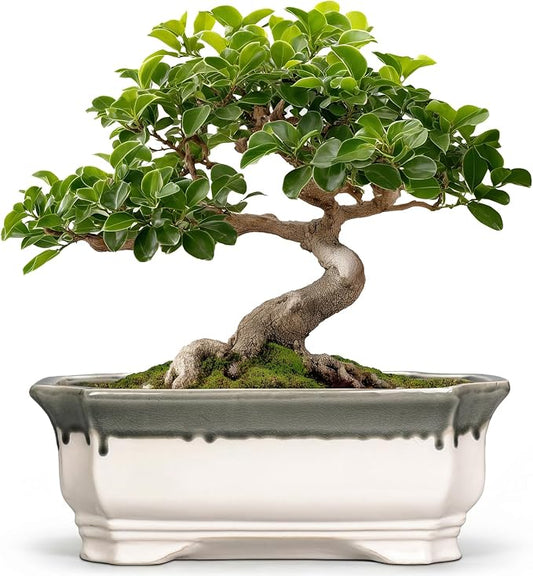 Ceramic Bonsai Pots - 11.6 Inch Succulent Planters for Indoor Outdoor Plants, Bonsai Tree Pots with Drainage Hole, Large Shallow Planter, Patio Decor, Women Men Gifts, Rectangular Beige-Grey