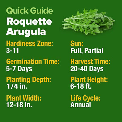 HOME GROWN Arugula Roquette Seeds 2,175+ Heirloom Non-GMO Seeds for Planting, High Germination, Fast Growing Peppery Salad Greens, Indoor Outdoor Hydroponic Garden, Microgreens (Eruca vesicaria)