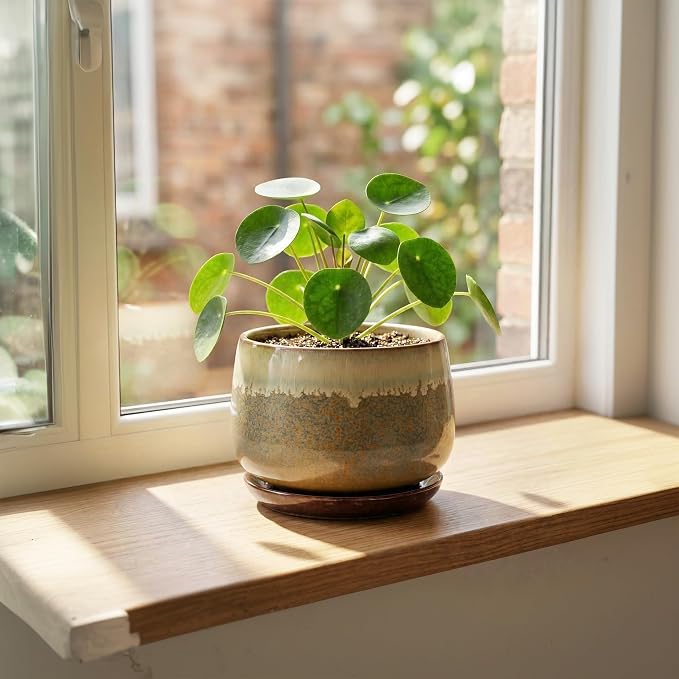 6 Inch Plant Pot - Ceramic Pots for Indoor Plants, Round Small Succulent Planter with Drainage and Saucer, Decorative Flower Pot, Office Room Decor, Gifts for Plant Lovers, Brown-Beige