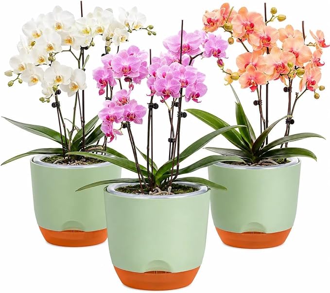 QCQHDU 7.2Inch Orchid Pots with Holes for Repotting, Double-Layer Plastic Self Watering Flower Pots for Indoor Plants with Drainage Holes, Clear Orchid Pot Match Decorative Orchid Container, 1 Pack