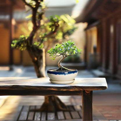 SQOWL Succulent Pots 6 Inch, Ceramic Bonsai Pots with Saucer, Blue-Beige | Round Shallow Planter for Indoor Plants, Ceramic Cactus Pot with Drainage Hole, Apartment Decor, Gifts for Women