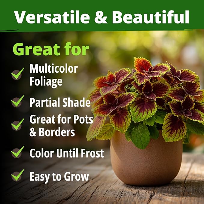 HOME GROWN Coleus Rainbow Seeds – 400 Count 0.04 oz Flower Seed, Coleus scutellarioides 'Rainbow', Indoor Plant Seeds for Containers, Shade Gardens, Decorative Multicolor Foliage