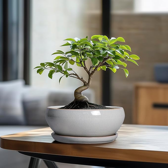 SQOWL Bonsai Tree Pots - 8 Inch Ceramic Plant Pots for Succulents, Shallow Planter with Drainage Hole and Saucer, Round Planter Indoor Outdoor, Bowl Planters, Home Decor, Gift for Plant Lover, Gray
