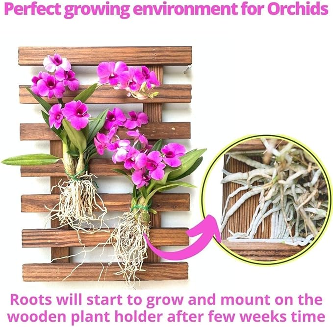 ShopLaLa Wooden Wall Planter for Succulents (40cm) Air Plant Wall Hanger | Indoor Outdoor, Live Orchid Wall Wood Display Frame Vertical Garden Balcony Deck Bathroom Macetas para Plantas De Aire