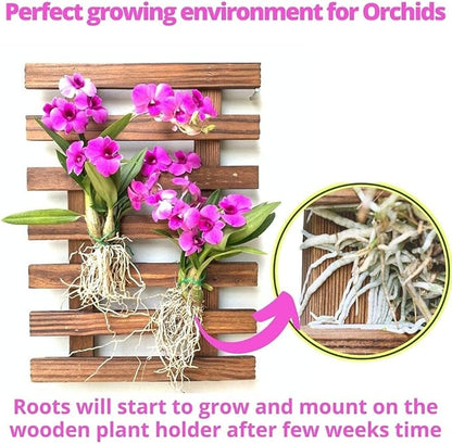 ShopLaLa Wooden Wall Planter for Succulents (40cm) Air Plant Wall Hanger | Indoor Outdoor, Live Orchid Wall Wood Display Frame Vertical Garden Balcony Deck Bathroom Macetas para Plantas De Aire