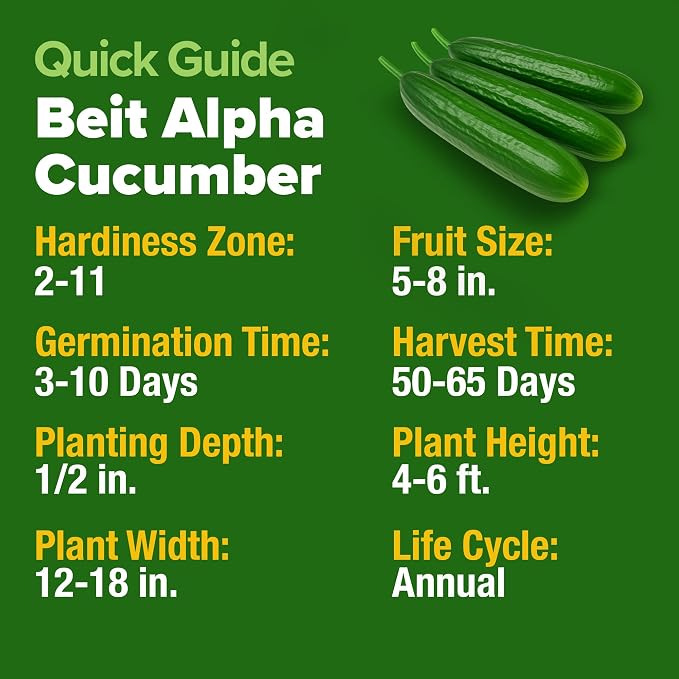 HOME GROWN Persian Cucumber Seeds 50+ Heirloom Non-GMO, Beit Alpha Variety, High Germination, Sweet Thin Skin, Burpless Snacking Cucumbers, Fast Growing, Indoor Outdoor Garden Crop (Cucumis sativus)