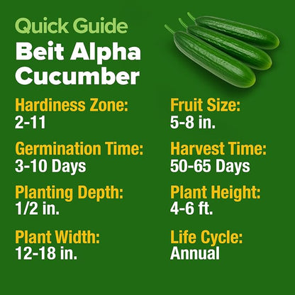 HOME GROWN Persian Cucumber Seeds 50+ Heirloom Non-GMO, Beit Alpha Variety, High Germination, Sweet Thin Skin, Burpless Snacking Cucumbers, Fast Growing, Indoor Outdoor Garden Crop (Cucumis sativus)