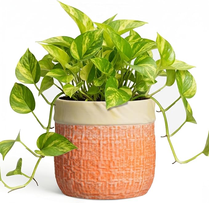 Ceramic Pots for Plants, 6 Inch Planter, Round Plant Pot, Orange | Boho Plant Pot for Indoor Plants, Decorative Flower Pots with Drainage Hole, Bedroom Decor, Housewarming Gifts New Home