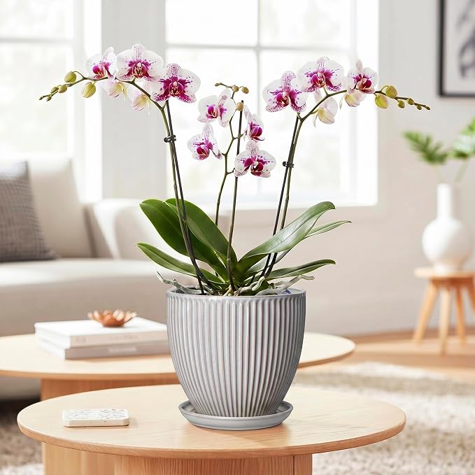 6 Inch Pots for Plants, Ceramic Plant Pots for Indoor Snake Plants, Round Succulent Planter with Drainage Hole and Saucer, Modern Decorative Flower Pot, Bathroom Decor, Gardening Gifts, Grey