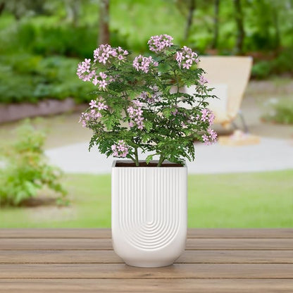 Ceramic Planter, 6 Inch Plant Pot with Drainage, Matte White | Indoor Outdoor Use, Flower Pot for Plants, Home Garden Decor, Lightweight Durable Ceramic