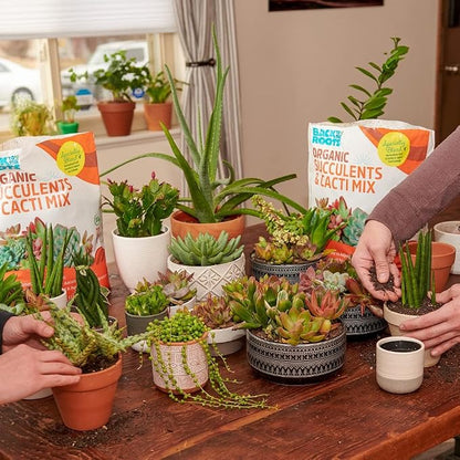 Back to the Roots 100% Organic Succulent & Cacti Mix (6 Quart) | Made in the USA | Premium Nutrition for Indoor and Outdoor Plants