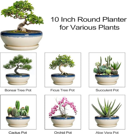 SQOWL Bonsai Pots, 10 Inch Ceramic Pots for Succulents, Blue-Beige | Shallow Planter with Drainage Hole and Saucer, Round Succulent Planters Bowl, Kitchen Decor, Housewarming Gifts