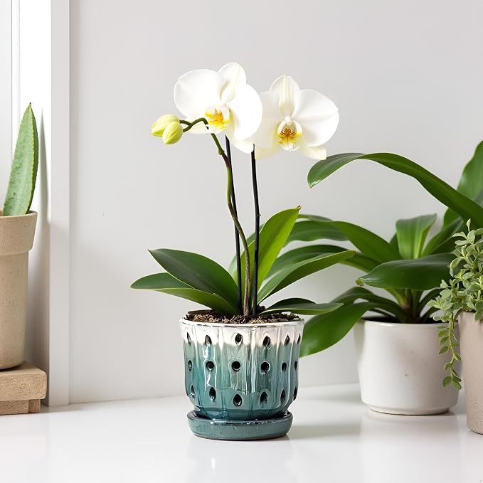 Orchid Pots 4.9 inch Ceramic Orchid Pots with Holes Set of 2 Cream Over Turquoise