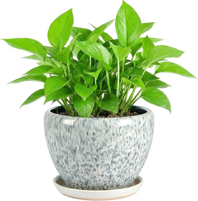 8.3 Inch Ceramic Planter with Saucer Leak-Proof Mesh &Drainage, Round Plant Pot with Gardening Gloves for Indoor Outdoor Plants (Blue Crackle Glaze)