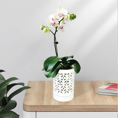 Orchid Pots with Holes 4 Inch 2 Pack, Ceramic Orchid Pot for Repotting with Saucers,More Ventilation Hole Easy Breathing, Plant Pot for Repotting Orchids, Green and White